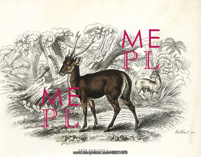 : Hog deer, Axis porcinus, endangered : Hog deer, Axis porcinus, endangered