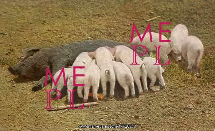  : Hog with Piglets