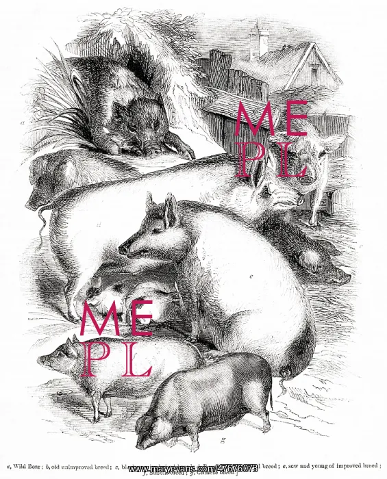 : Hogs, boars and pigs : Hogs, boars and pigs