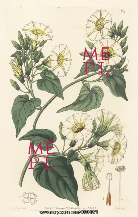 : Hogvine, Merremia umbellata : Hogvine, Merremia umbellata