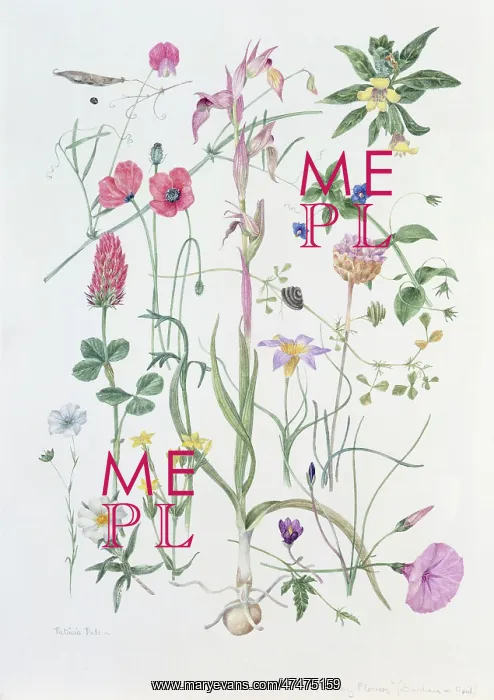 : The Holiday Flowers : The Holiday Flowers