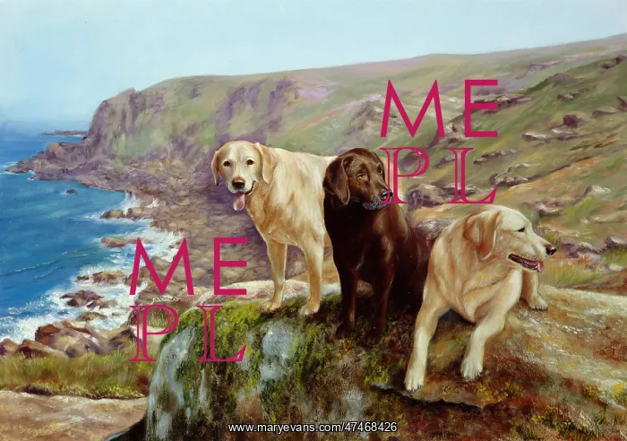 : We are on Holiday ? Labradors : We are on Holiday ? Labradors