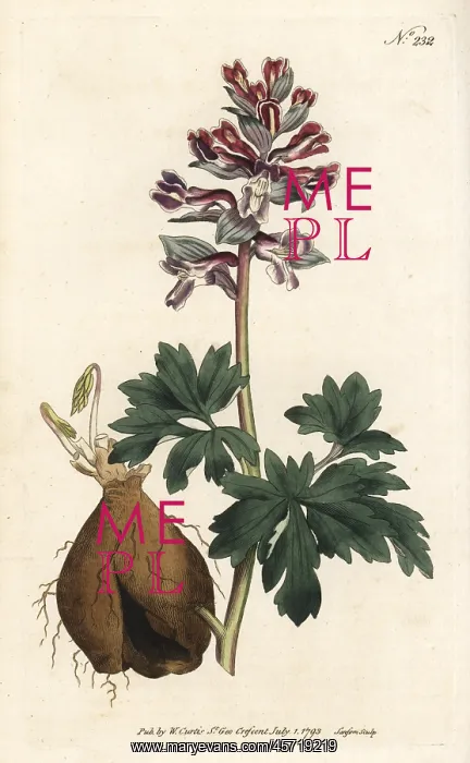 : Hollow root, Corydalis cava : Hollow root, Corydalis cava