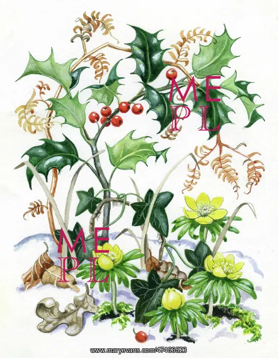  : Holly with aconites, bracken and leaves