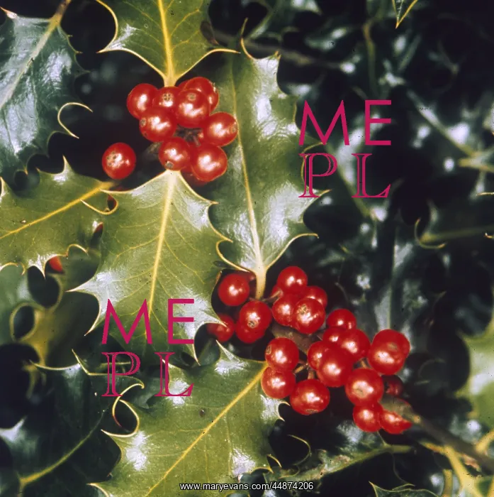 : HOLLY BERRIES : HOLLY BERRIES