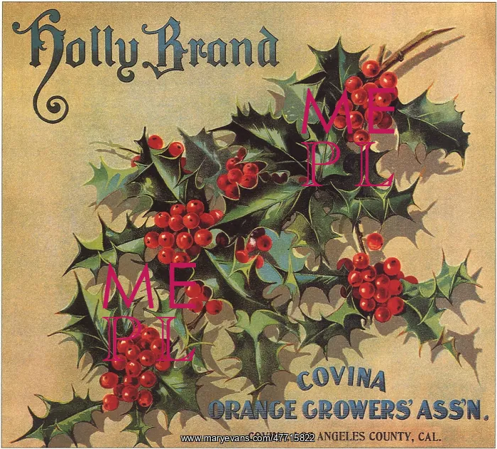 : Holly and Berries