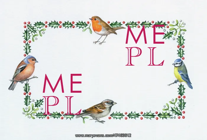 : Holly Border with Robin, Blue Tit, Chaffinch, Sparrow : Holly Border with Robin, Blue Tit, Chaffinch, Sparrow