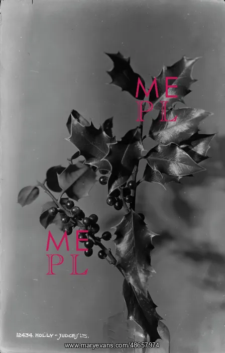 : Holly Branch : Holly Branch