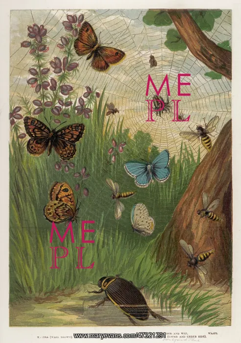  : HOLLY BUTTERFLY 1860
