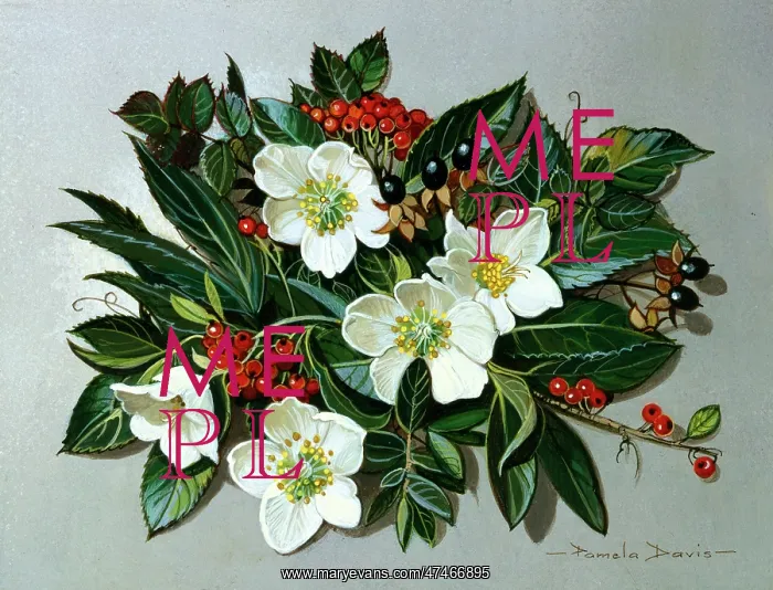  : Holly and Christmas Roses