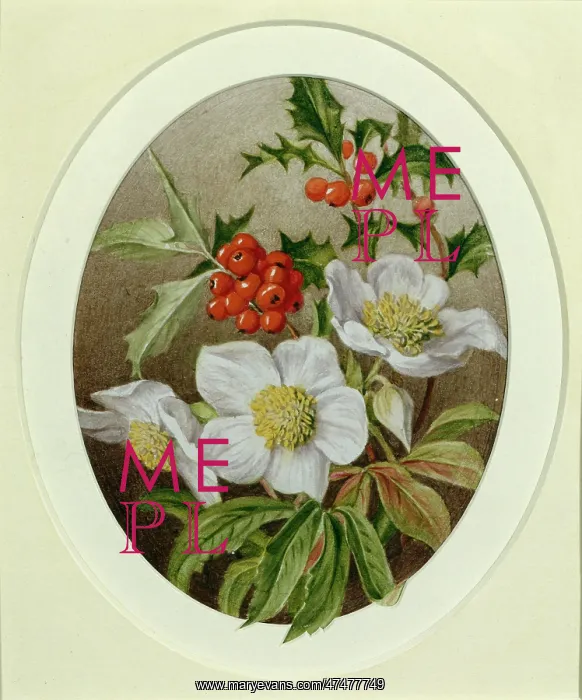 : Holly and Christmas Roses : Holly and Christmas Roses