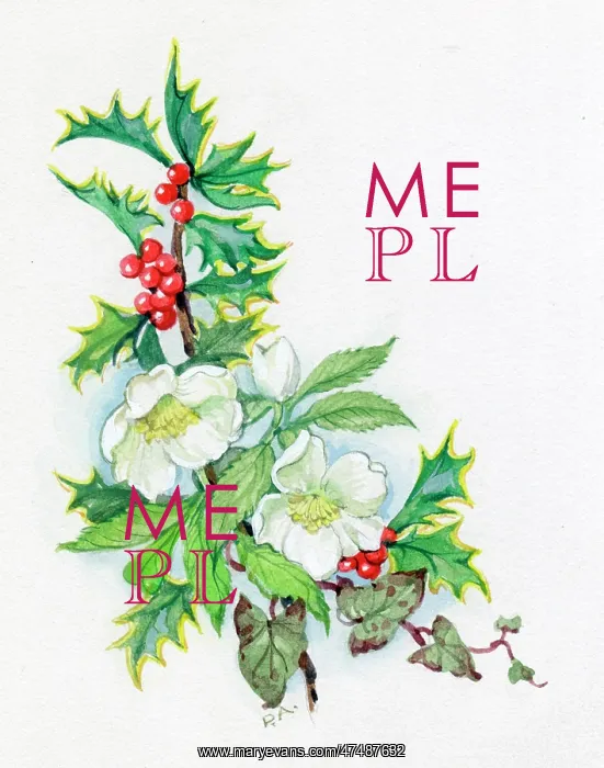  : Holly and Christmas Roses