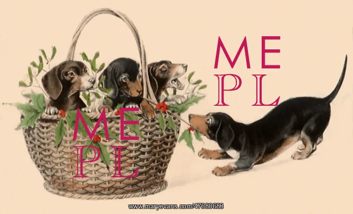  : Holly Dogs