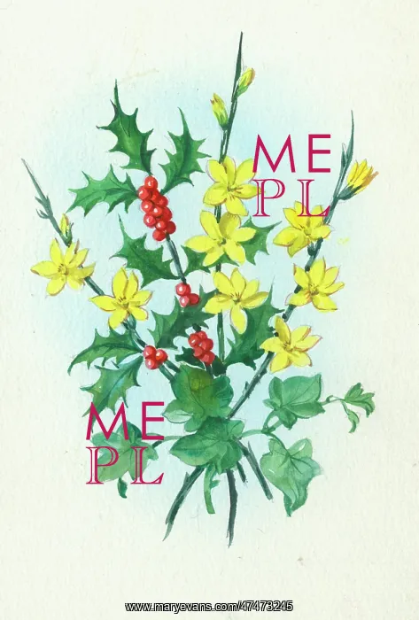  : Holly and forsythia in spring