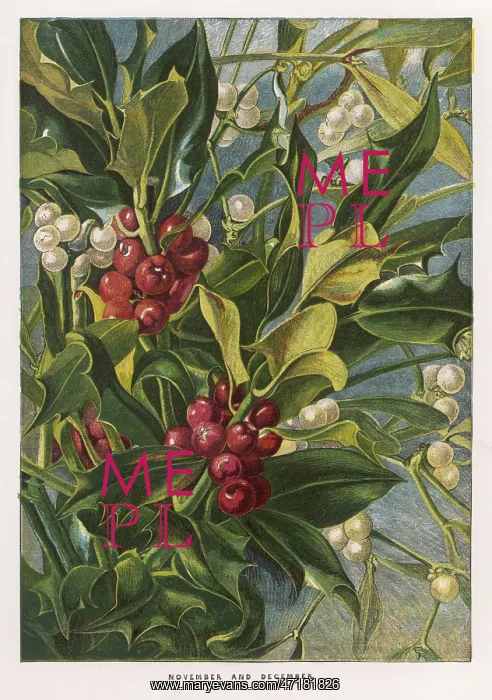  : Holly - Mistletoe
