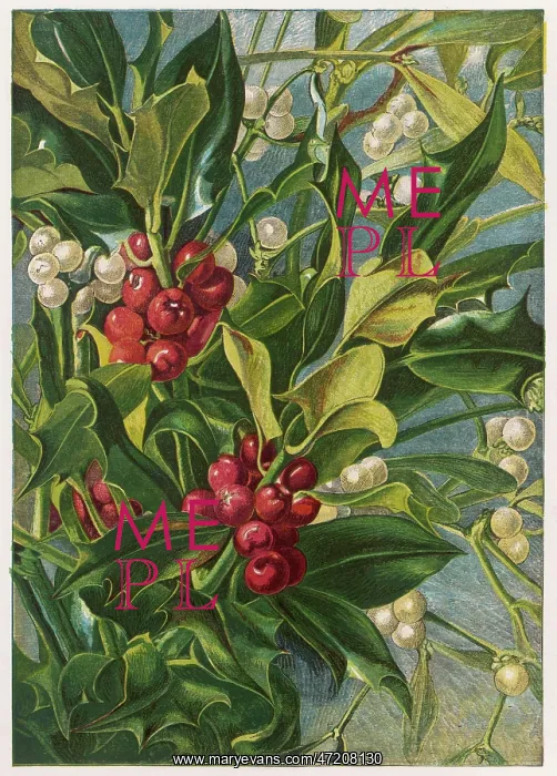 : HOLLY & MISTLETOE : HOLLY & MISTLETOE