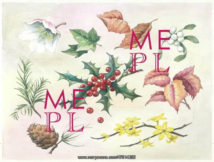 : Holly, mistletoe, fir cone, jessamine etc : Holly, mistletoe, fir cone, jessamine etc
