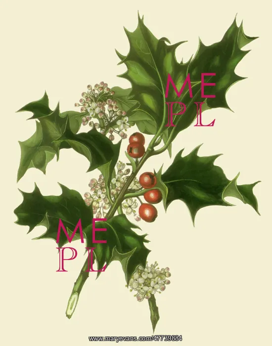 : Holly Sprig : Holly Sprig