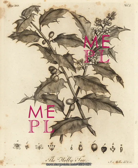 : Holly Tree, Ilex aquifolium : Holly Tree, Ilex aquifolium