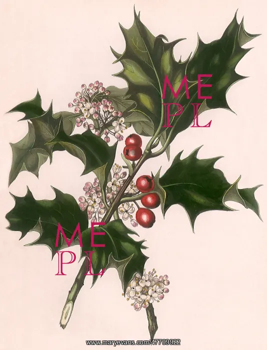 : Holly and White Flowers : Holly and White Flowers