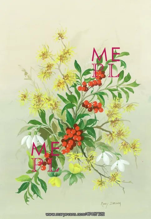  : Holly, witch hazel, snowdrops, winter aconites etc