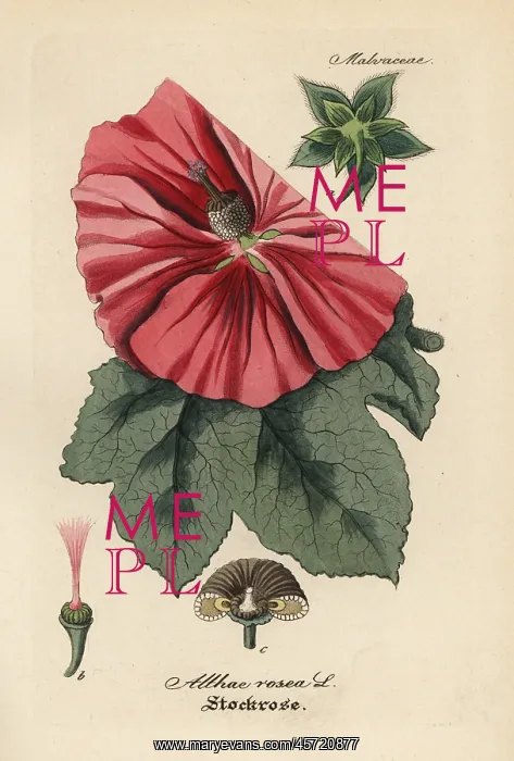 : Hollyhock, Alcea rosea : Hollyhock, Alcea rosea