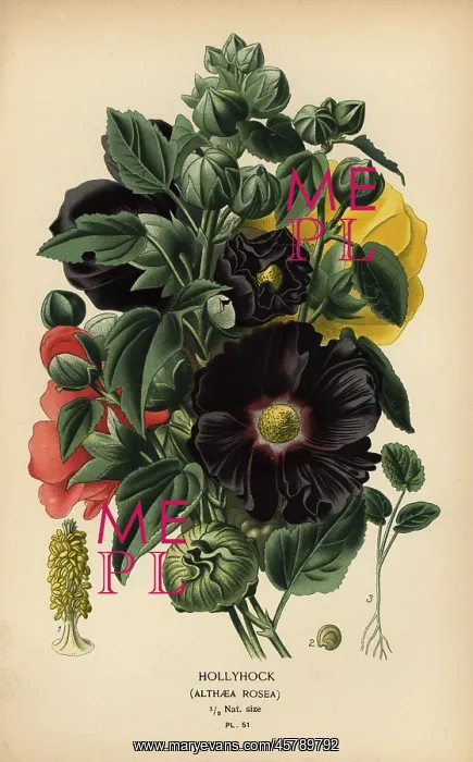 : Hollyhock, Alcea rosea : Hollyhock, Alcea rosea