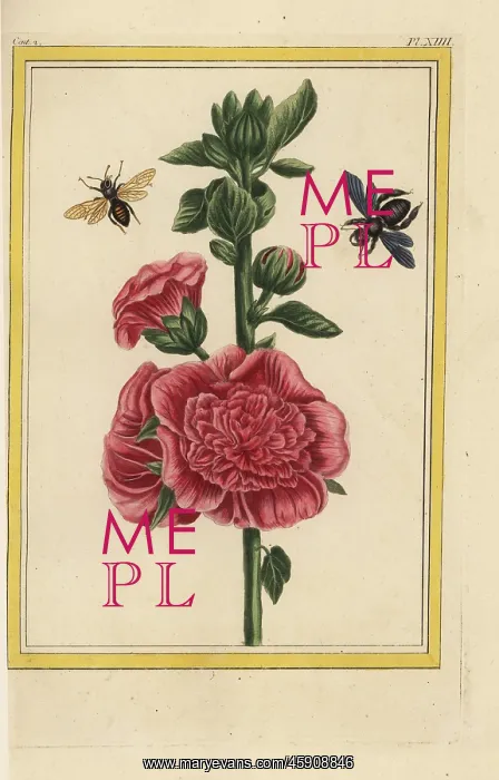 : Hollyhock, Alcea rosea : Hollyhock, Alcea rosea