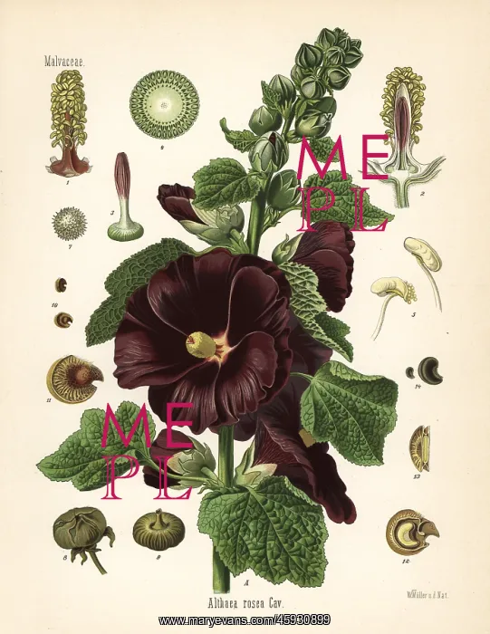 : Hollyhock, Alcea rosea : Hollyhock, Alcea rosea