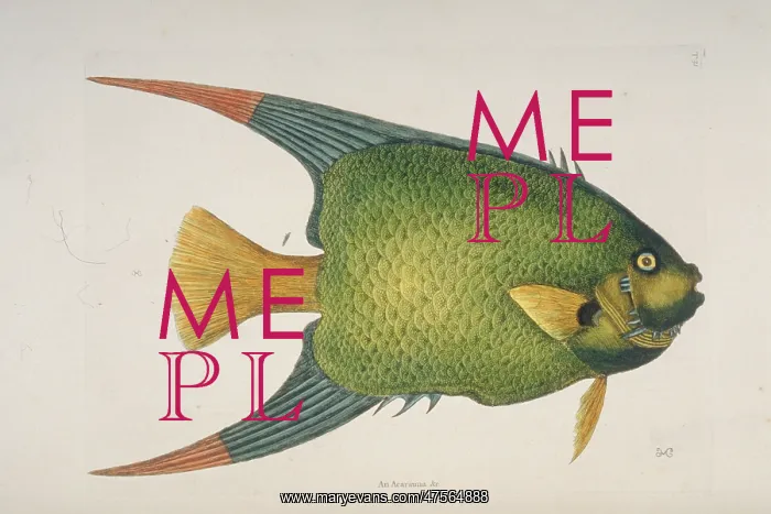 : Holocanthus ciliaris, queen angelfish : Holocanthus ciliaris, queen angelfish