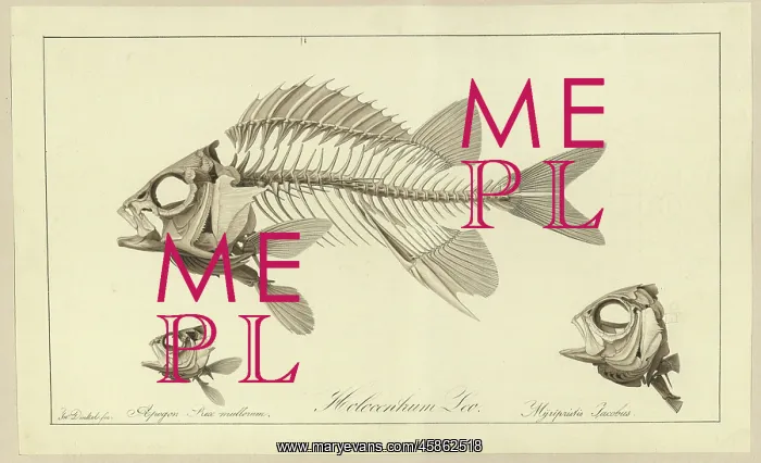 : Holocentrum Leo; Apogon Rex multorum; Myrlpristis Jacobus : Holocentrum Leo; Apogon Rex multorum; Myrlpristis Jacobus