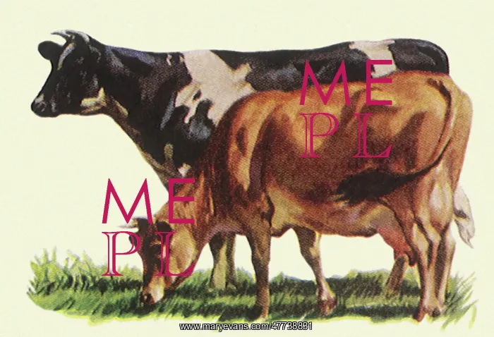  : Holstein and Jersey Cows