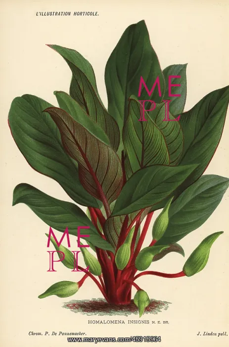 : Homalomena insignis foliage plant : Homalomena insignis foliage plant