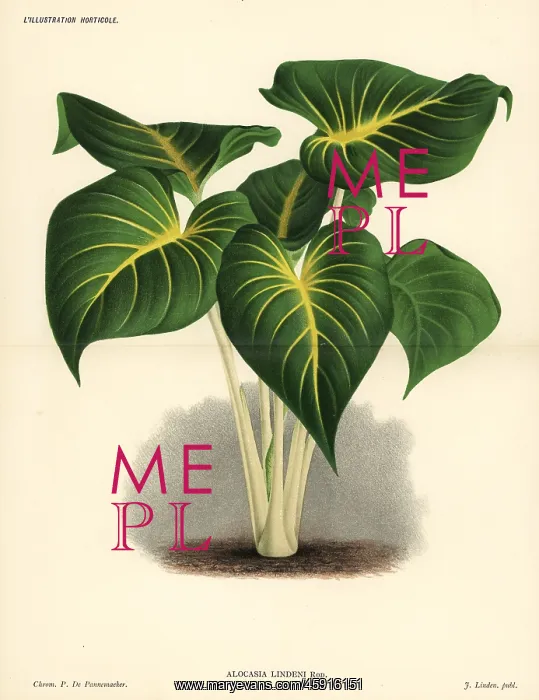 : Homalomena lindenii : Homalomena lindenii