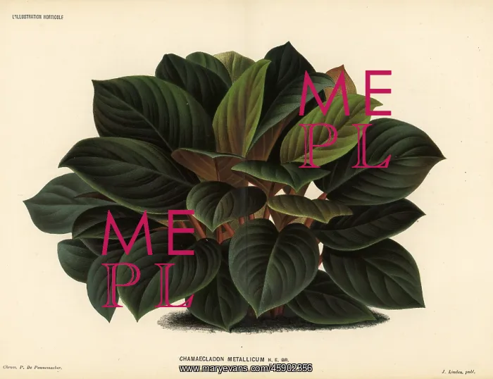 : Homalomena metallica : Homalomena metallica