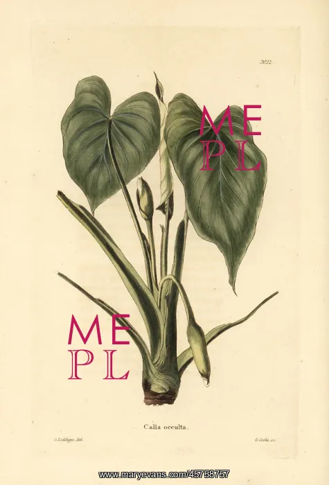  : Homalomena occulta