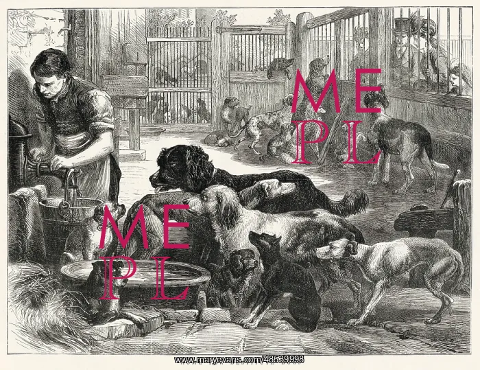: Home for Destitute Dogs 1871 : Home for Destitute Dogs 1871