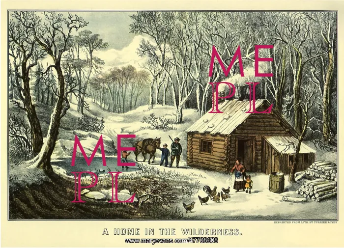  : Home in the Forest