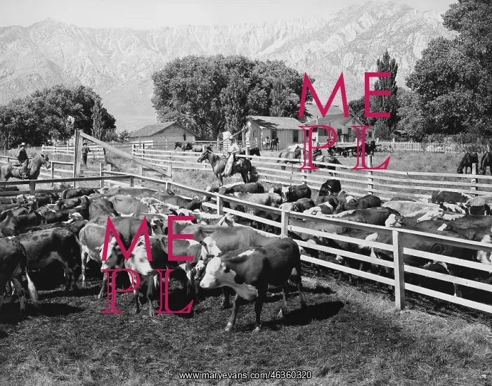 : HOME ON THE RANGE : HOME ON THE RANGE