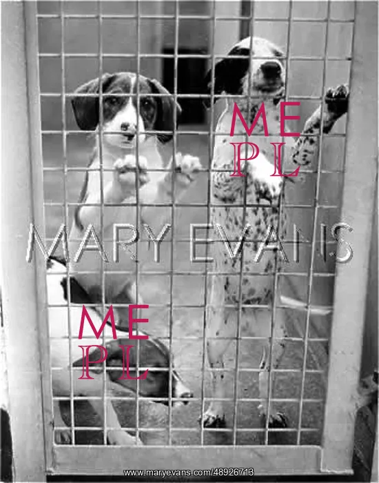: HOMELESS DOGS : HOMELESS DOGS