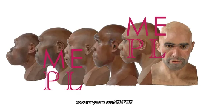 : Hominid reconstructions in chronological order : Hominid reconstructions in chronological order