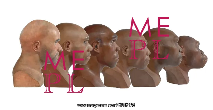 : Hominid reconstructions in chronological order : Hominid reconstructions in chronological order