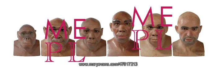 : Hominid reconstructions in chronological order : Hominid reconstructions in chronological order