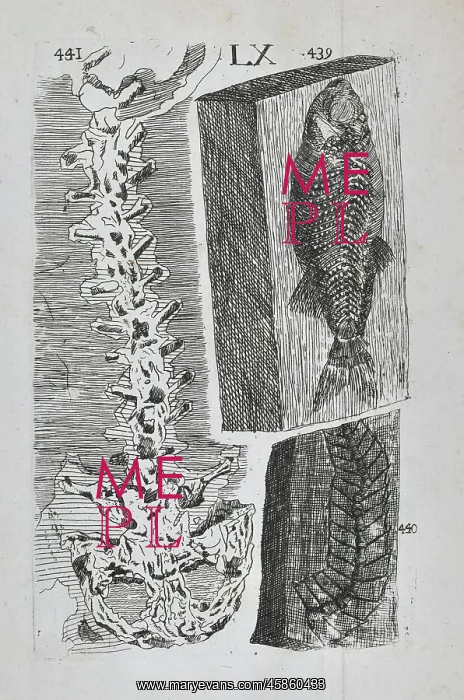 : Homo diluvii testis : Homo diluvii testis