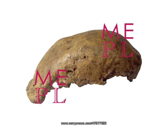 : Homo erectus calotte (Trinil) : Homo erectus calotte (Trinil)