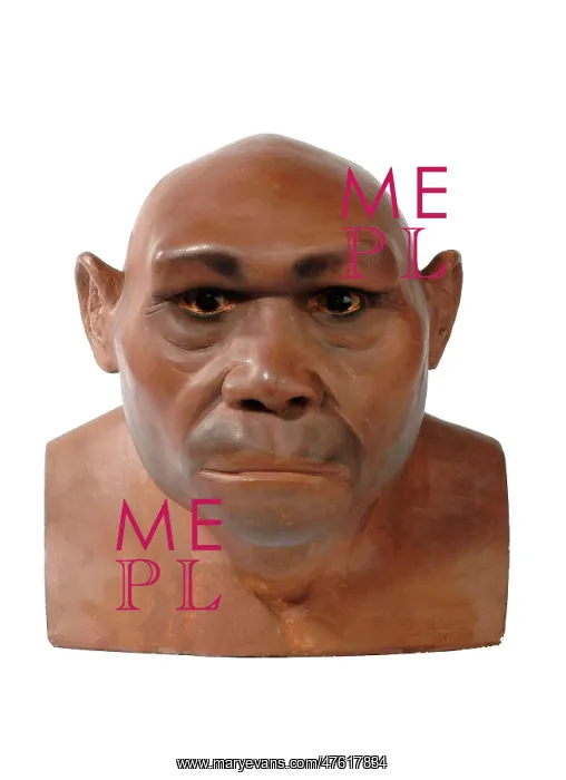 : Homo erectus, Java man : Homo erectus, Java man