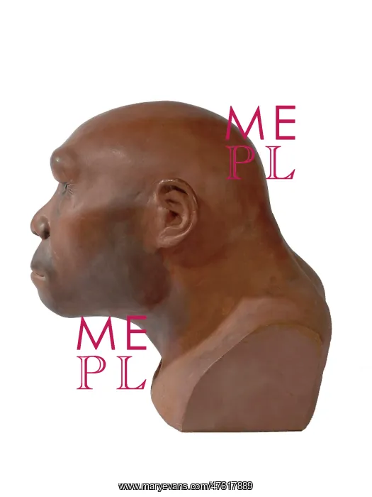 : Homo erectus, Java man : Homo erectus, Java man