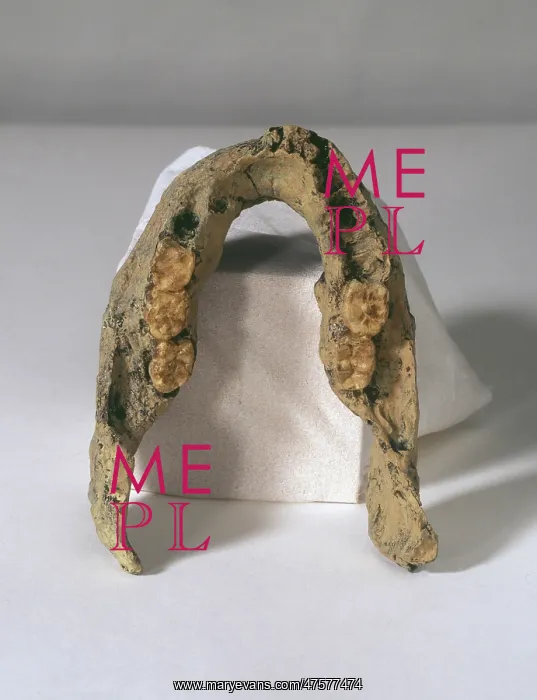 : Homo erectus mandible (SK 15) : Homo erectus mandible (SK 15)