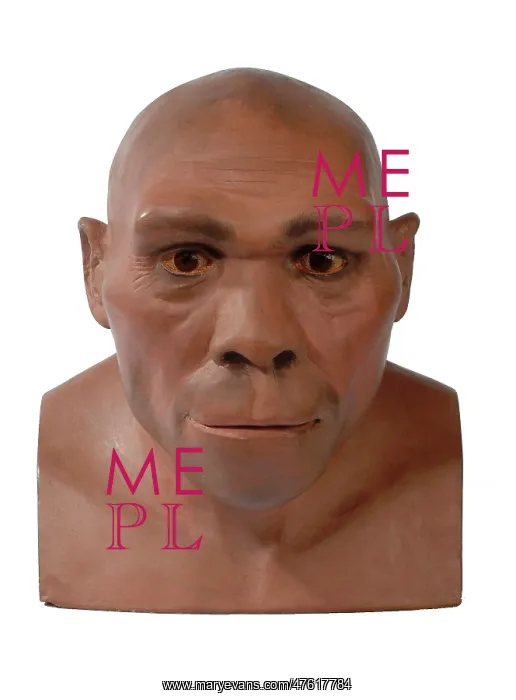 : Homo erectus, Peking man : Homo erectus, Peking man