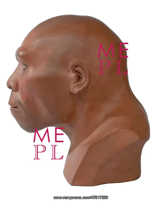 : Homo erectus, Peking man : Homo erectus, Peking man